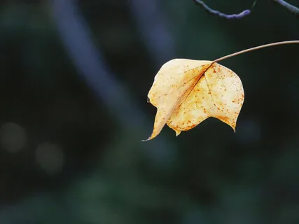 Yoga Nidra: The Leaf