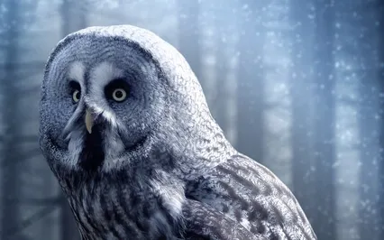 Yoga Nidra - The Magic Power Of The Owl