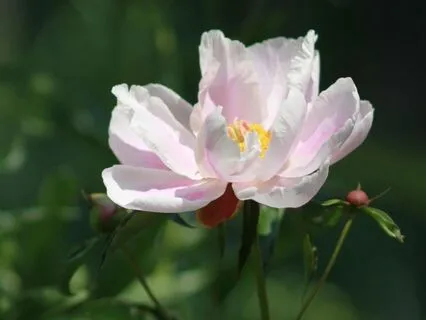 Yoga Nidra: The Pearl Of Inner Wisdom