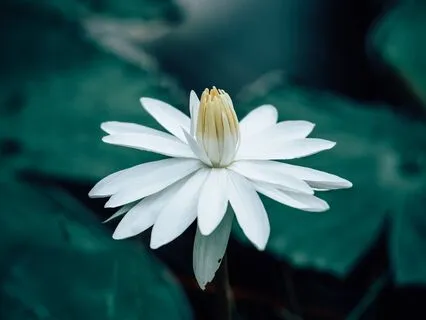 Yoga Nidra: The Whispering Grove