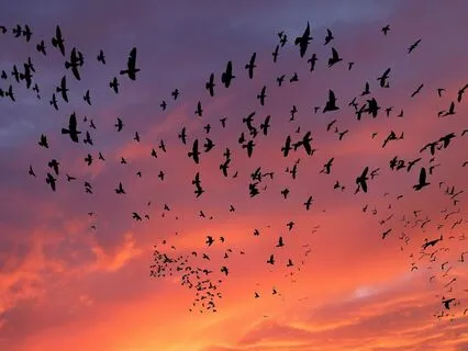 Yoga Nidra: Through The Seasons