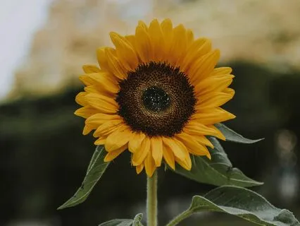 Yoga Nidra To Balance The Pitta Dosha