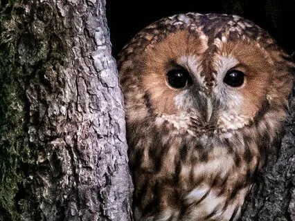 Yoga Nidra To Calm Overwhelm