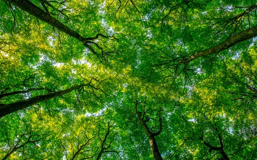 Yoga Nidra To Calm The Nervous System | Non Sleep Deep Rest