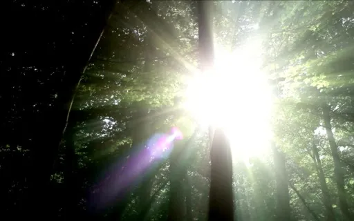 Yoga Nidra To Energise Your Morning!