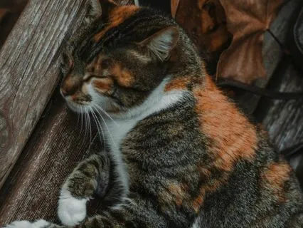 Yoga Nidra To Fall Asleep Fast