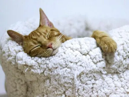 Yoga Nidra To Fall Asleep