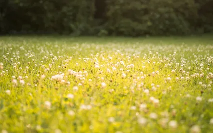 Yoga Nidra To Ground & Energize