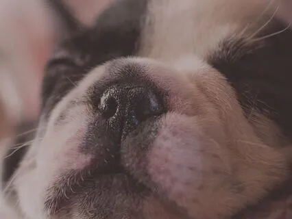 Yoga Nidra To Nourish