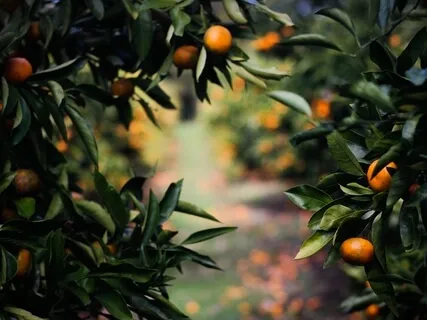 Yoga Nidra To Overcome Anxiety And Improve Sleep - Fruit Tree