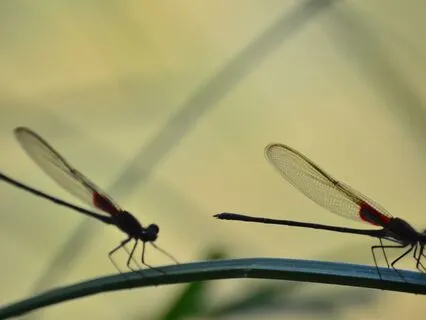 Yoga Nidra To Reconnect With The Authentic Self