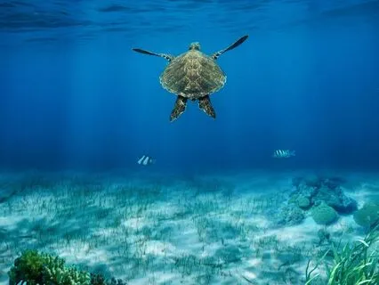 Yoga Nidra To Release Stress