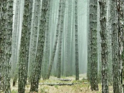 Yoga Nidra To Release Tension