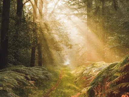 Yoga Nidra To Rest & Reset - 10 Minute Daily Insight