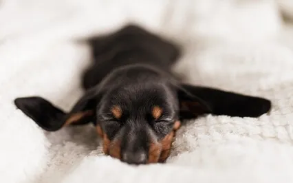 Yoga Nidrā To Support Sleep