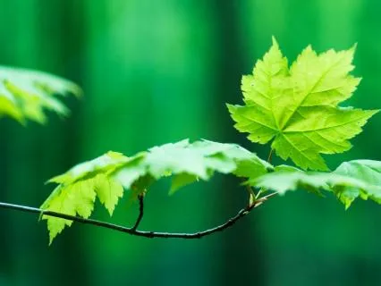 Yoga Nidra To Support The Liver