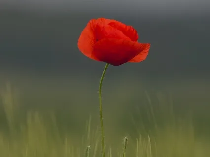 Yoga Nidra To The Sound of Air 