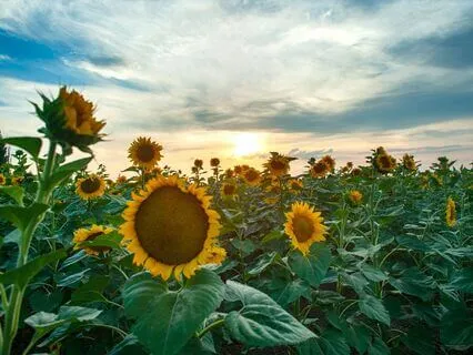 Yoga Nidra To Unfold The Longings Of Your Heart