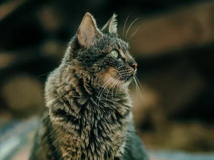 Yoga Nidra To Uplift Mood