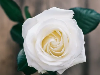 Yoga Nidra | Trust In Life