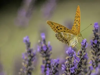 Yoga Nidra: Trusting In The Great Wind