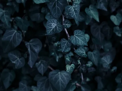 Yoga Nidra - Tuning In To Your Senses