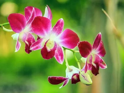 Yoga Nidra: Vast Spacious Awareness