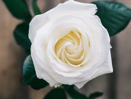 Yoga Nidra | Vessel Of Love