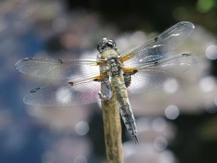 Yoga Nidra: Waterfall Haven