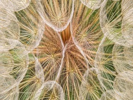 Yoga Nidra: Web Of Life