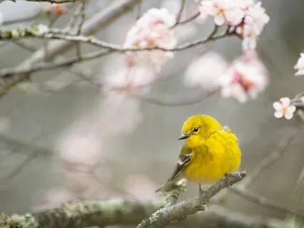 Yoga Nidra - Welcome Home To My Rested State