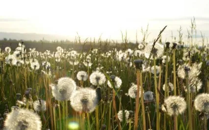 Yoga Nidra: Welcoming 