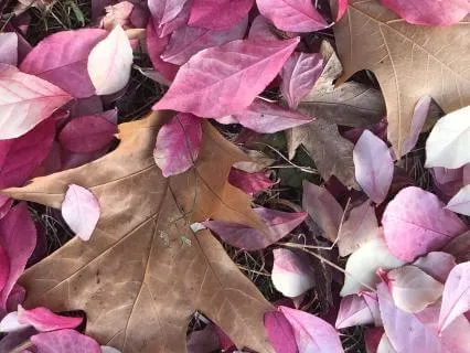 Yoga Nidra: When You Feel Overwhelmed