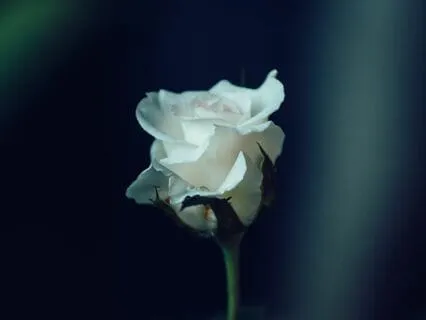 Yoga Nidra: Wisdom Of The Crone And Maiden