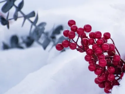 Yoga Nidra With Coherent Breathing