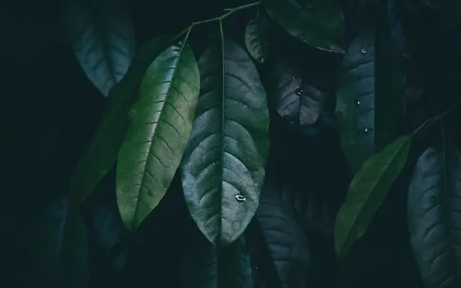 Yoga Nidra With Gentle Chakra Focus (With Background Music)