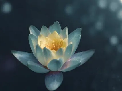 Yoga Nidra With Metta Loving Kindess