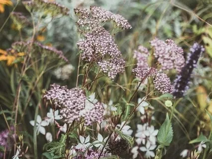 Yoga Nidra With Nature Visualization