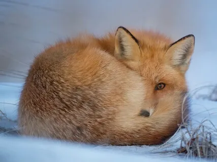 Yoga Nidra With Reiki