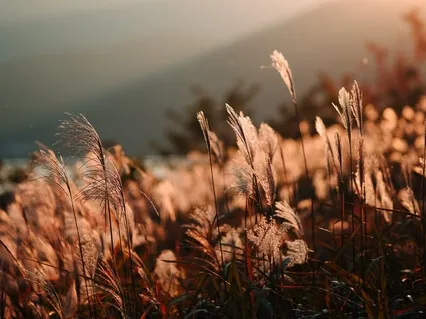 Yoga Nidra with Sankalpa & Visualization