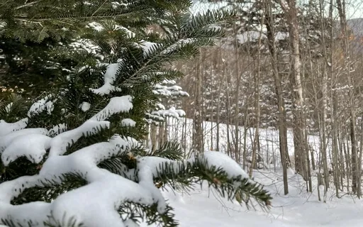 Yoga Nidra With Sankalpa, The Medicine Of Presence