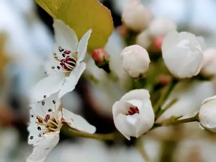 Yoga Nidra With Sankalpa