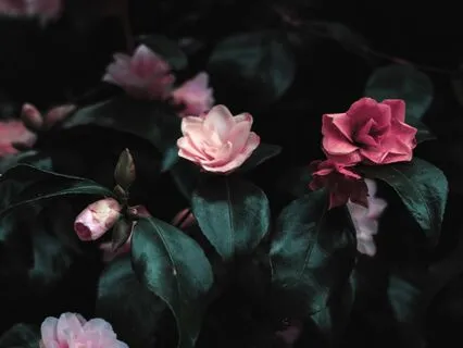 Yoga Nidra With Sweet Nature Visualization