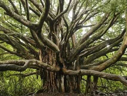 Yoga Nidra With Your Well Ancestors