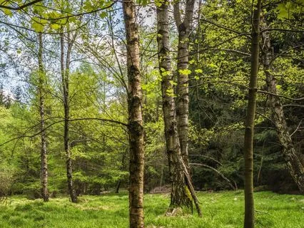 Yoga Nidra - Woodland Sanctuary