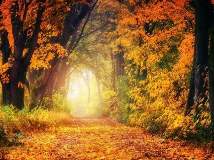 Yoga Nidra - Yogic Sleep | Dream Journey: Autumn Forst