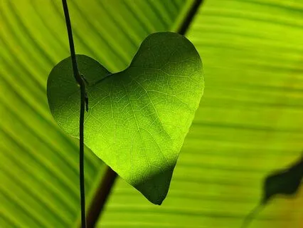 Yoga Nidra/Yogic Sleep - For Self Compassion And Kindness