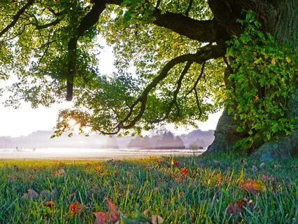 Yoga Nidra/Yogic Sleep - Healing Nurture In Nature