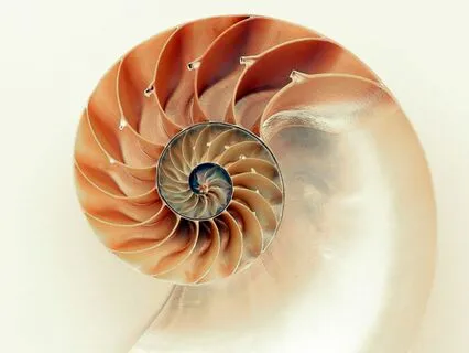 Yoga Nidra | Your Freedom Nature