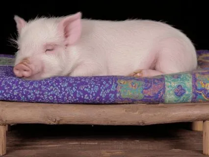 Yoga Nidra: Your Well-Deserved Rest